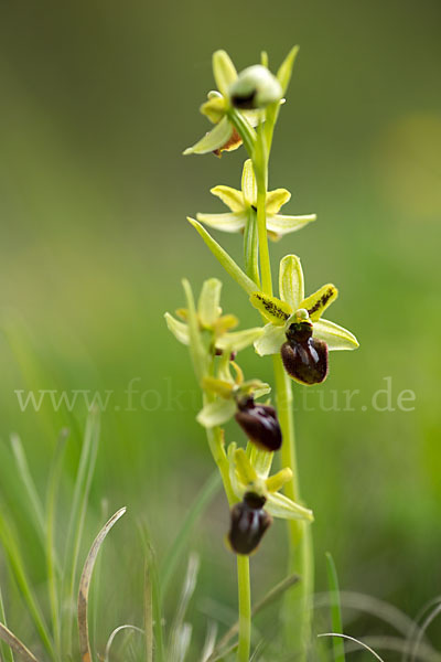 Spinnen-Ragwurz (Ophrys sphegodes)