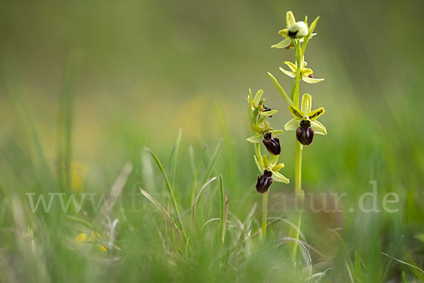 Spinnen-Ragwurz (Ophrys sphegodes)