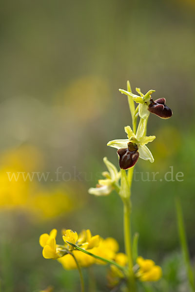 Spinnen-Ragwurz (Ophrys sphegodes)