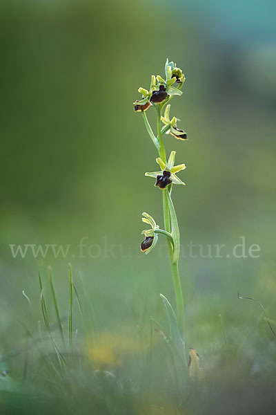 Spinnen-Ragwurz (Ophrys sphegodes)