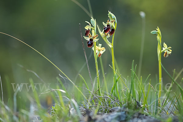 Spinnen-Ragwurz (Ophrys sphegodes)