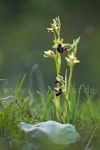 Spinnen-Ragwurz (Ophrys sphegodes)