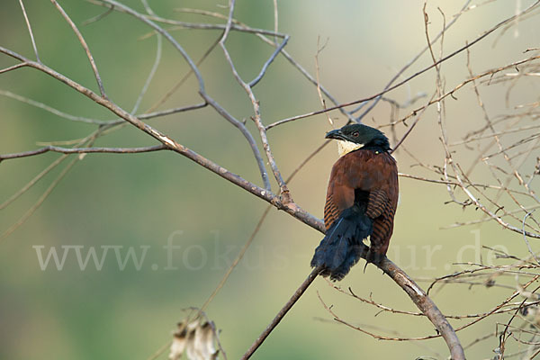 Spornkuckuck (Centropus senegalensis)