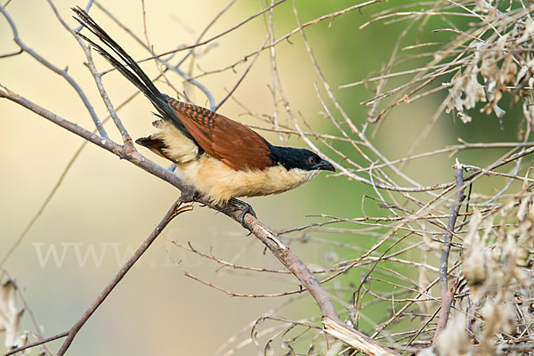 Spornkuckuck (Centropus senegalensis)