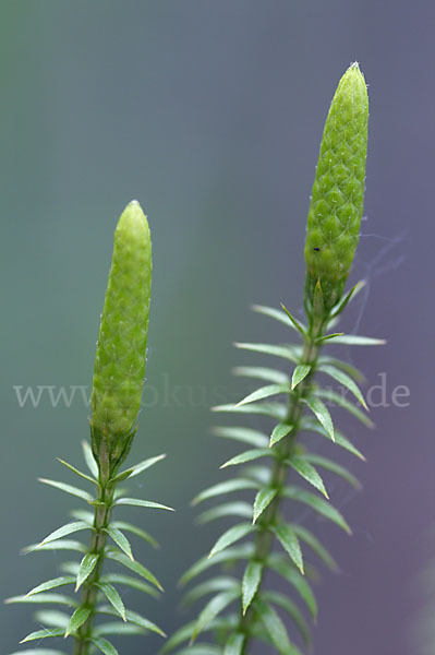 Sprossender Bärlapp (Lycopodium annotinum)
