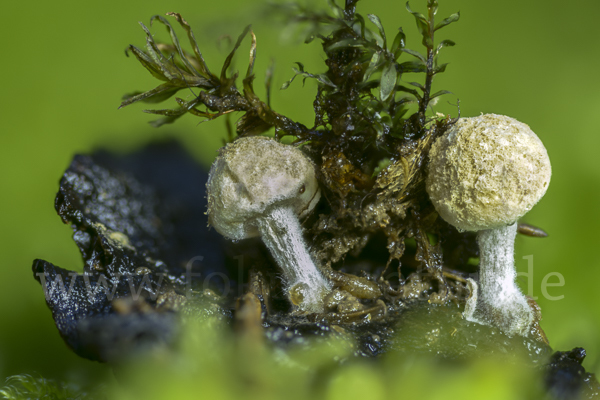 Stäubender Zwitterling (Nyctalis asterophora)