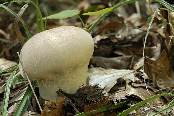 Stäubling spec. (Lycoperdon spec.)