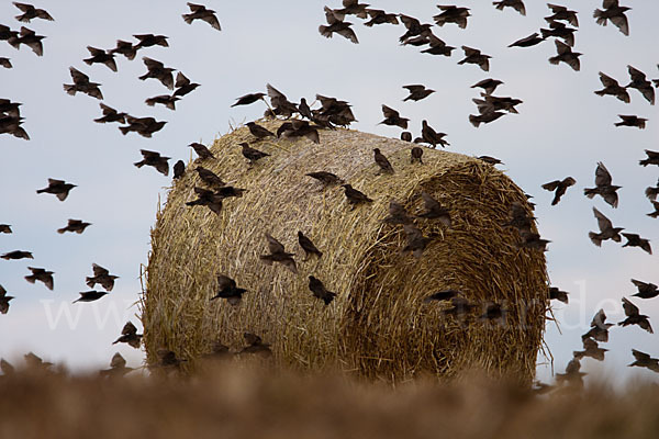 Star (Sturnus vulgaris)