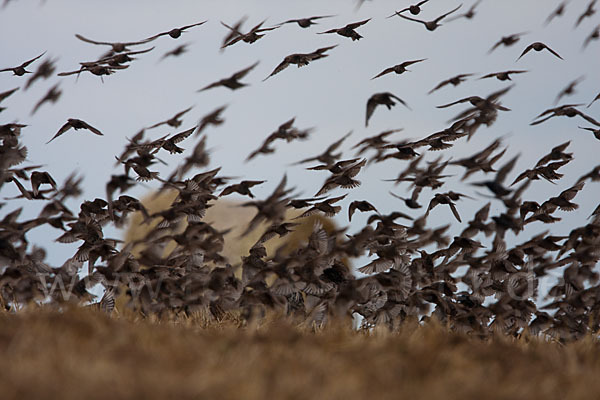 Star (Sturnus vulgaris)