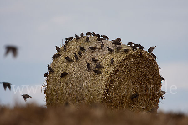 Star (Sturnus vulgaris)