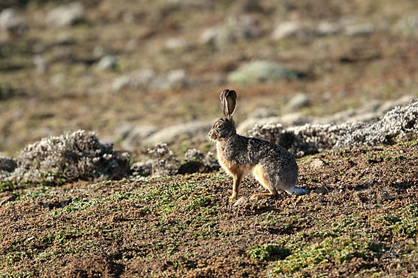 Starck´s Hase (Lepus starckii)