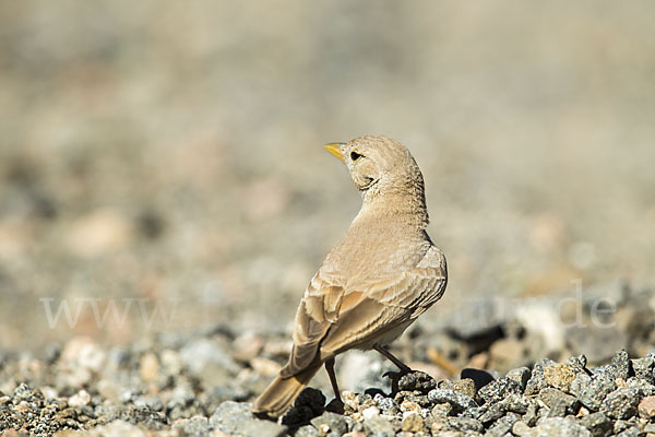 Steinlerche (Ammomanes deserti)