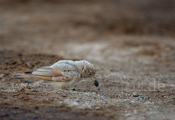 Steinlerche (Ammomanes deserti)