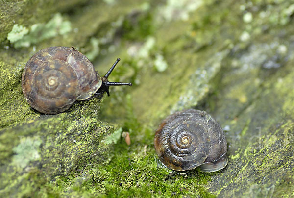 Steinpicker (Helicigona lapicida)