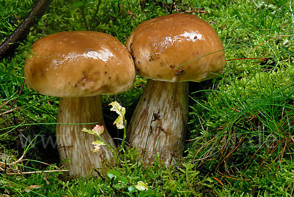 Steinpilz (Boletus edulis)