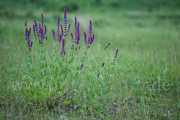 Steppen-Salbei (Salvia nemorosa)