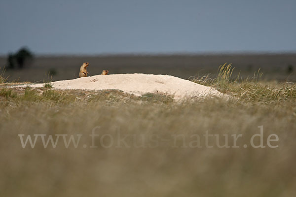 Steppenmurmeltier (Marmota bobak)