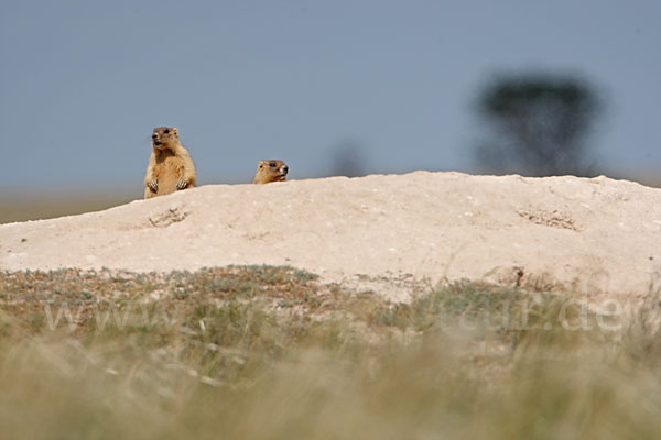 Steppenmurmeltier (Marmota bobak)