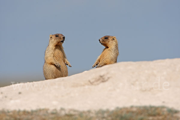 Steppenmurmeltier (Marmota bobak)