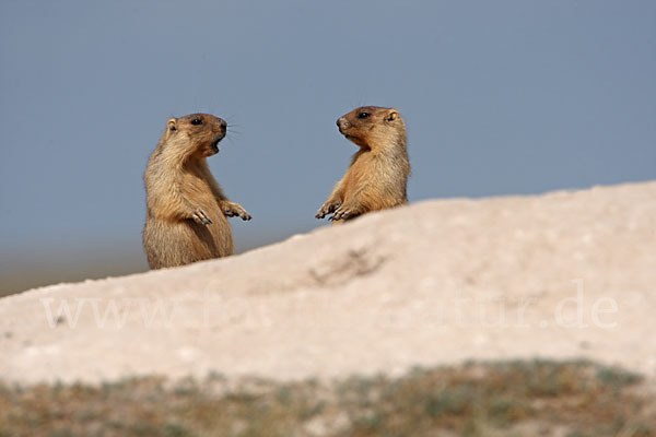 Steppenmurmeltier (Marmota bobak)