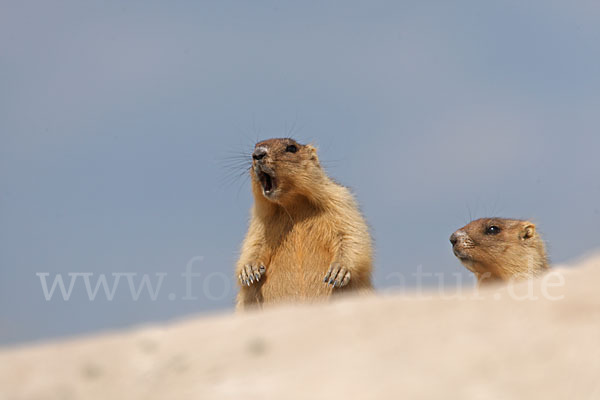 Steppenmurmeltier (Marmota bobak)