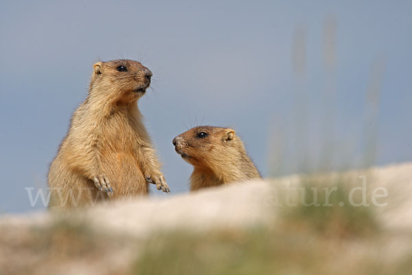 Steppenmurmeltier (Marmota bobak)