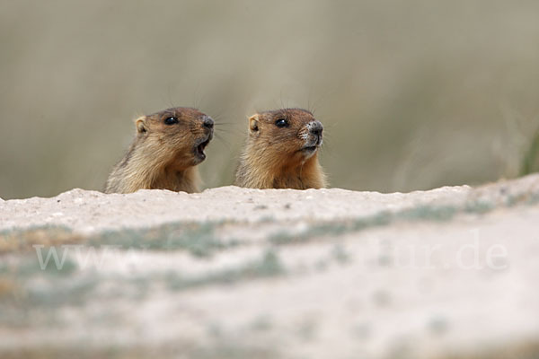 Steppenmurmeltier (Marmota bobak)