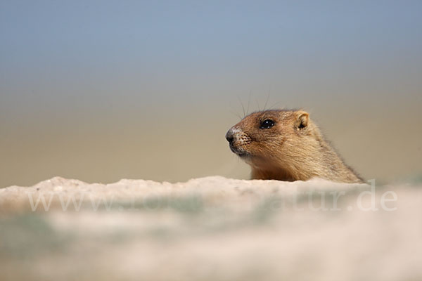 Steppenmurmeltier (Marmota bobak)