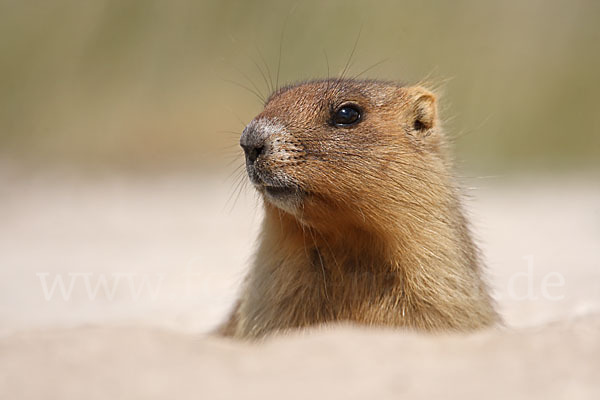 Steppenmurmeltier (Marmota bobak)