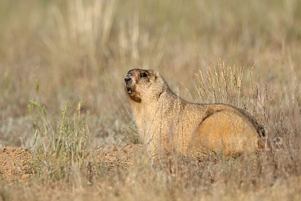 Steppenmurmeltier (Marmota bobak)