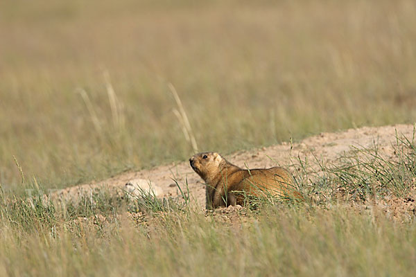 Steppenmurmeltier (Marmota bobak)