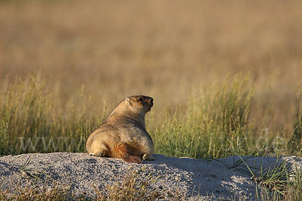 Steppenmurmeltier (Marmota bobak)