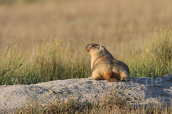 Steppenmurmeltier (Marmota bobak)