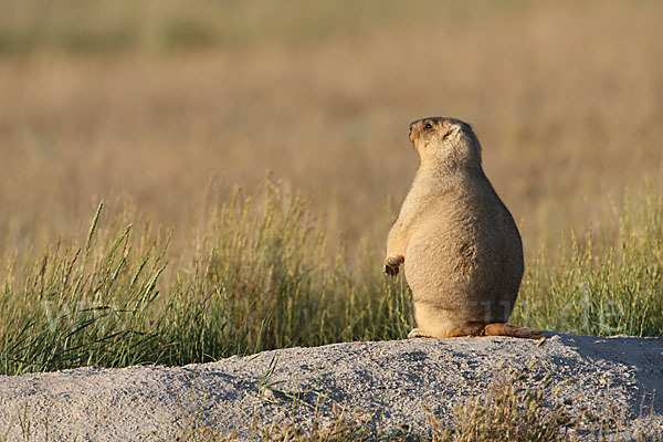 Steppenmurmeltier (Marmota bobak)