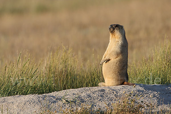 Steppenmurmeltier (Marmota bobak)