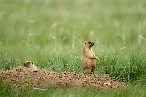 Steppenmurmeltier (Marmota bobak)