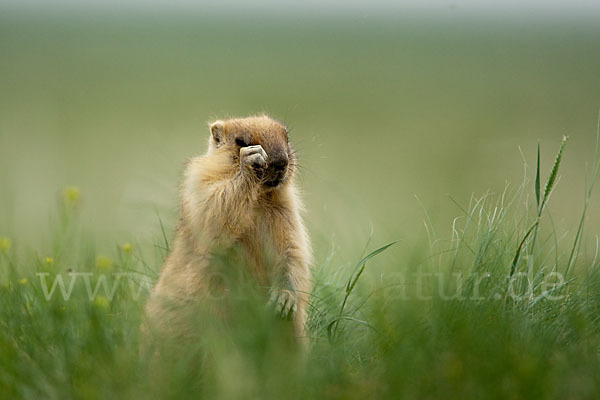 Steppenmurmeltier (Marmota bobak)