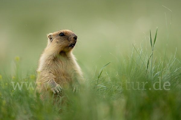 Steppenmurmeltier (Marmota bobak)