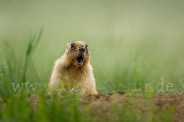 Steppenmurmeltier (Marmota bobak)