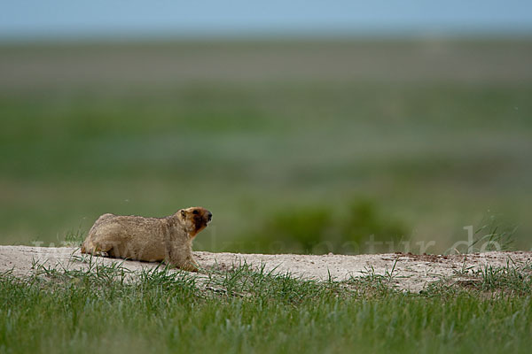 Steppenmurmeltier (Marmota bobak)