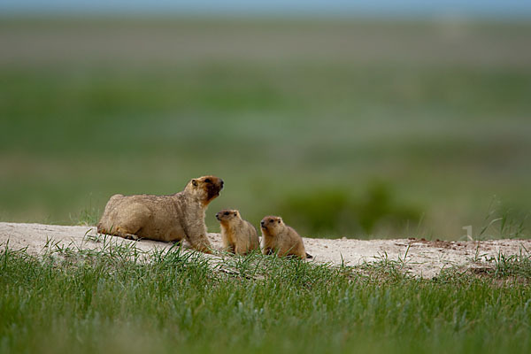 Steppenmurmeltier (Marmota bobak)