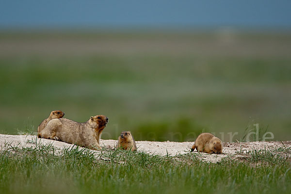 Steppenmurmeltier (Marmota bobak)