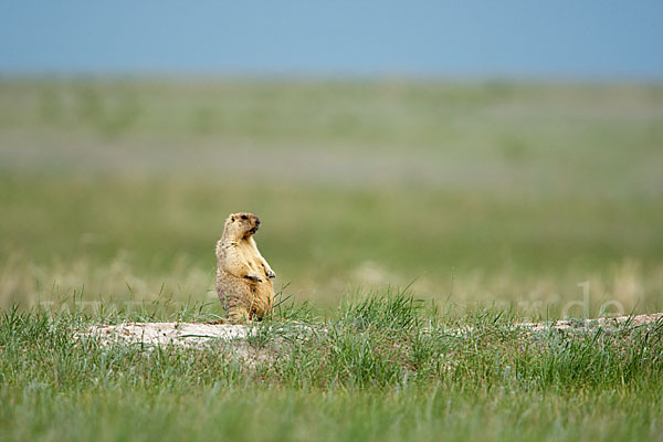 Steppenmurmeltier (Marmota bobak)