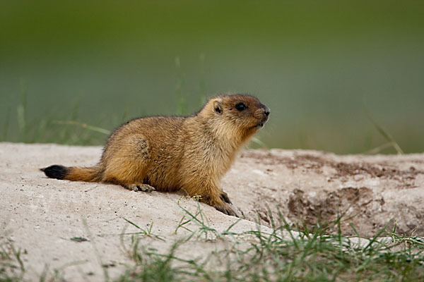 Steppenmurmeltier (Marmota bobak)