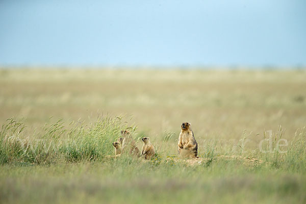 Steppenmurmeltier (Marmota bobak)