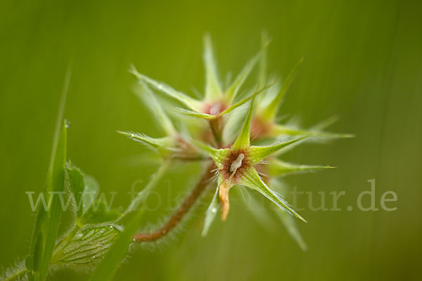 Sternklee (Trifolium stellatum)