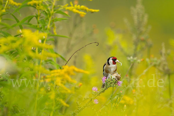 Stieglitz (Carduelis carduelis)