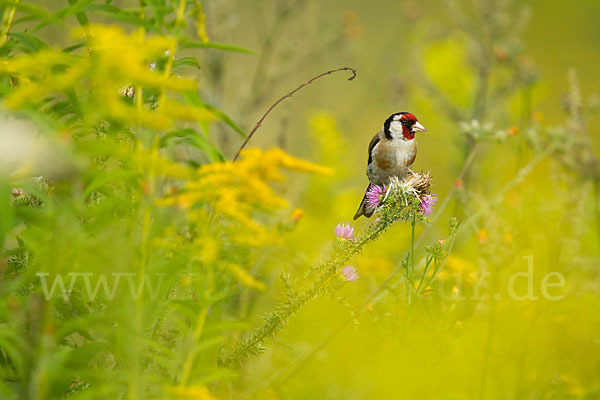 Stieglitz (Carduelis carduelis)