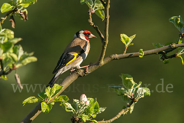 Stieglitz (Carduelis carduelis)