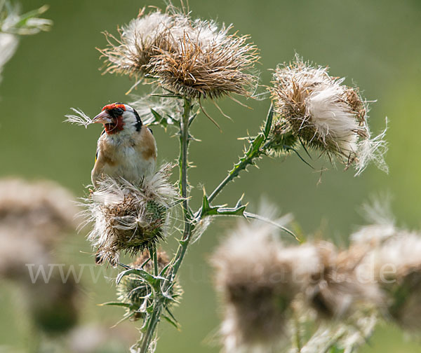 Stieglitz (Carduelis carduelis)